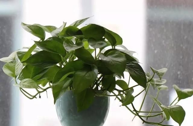 中国匠心品牌，福晶板材，装修常识