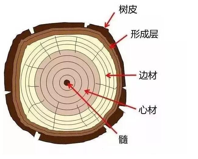 看得懂木材，才做得好家具！