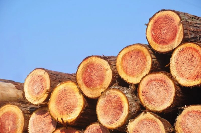 洁醛板之源头追溯 —香杉文化，好基材才有好板材！